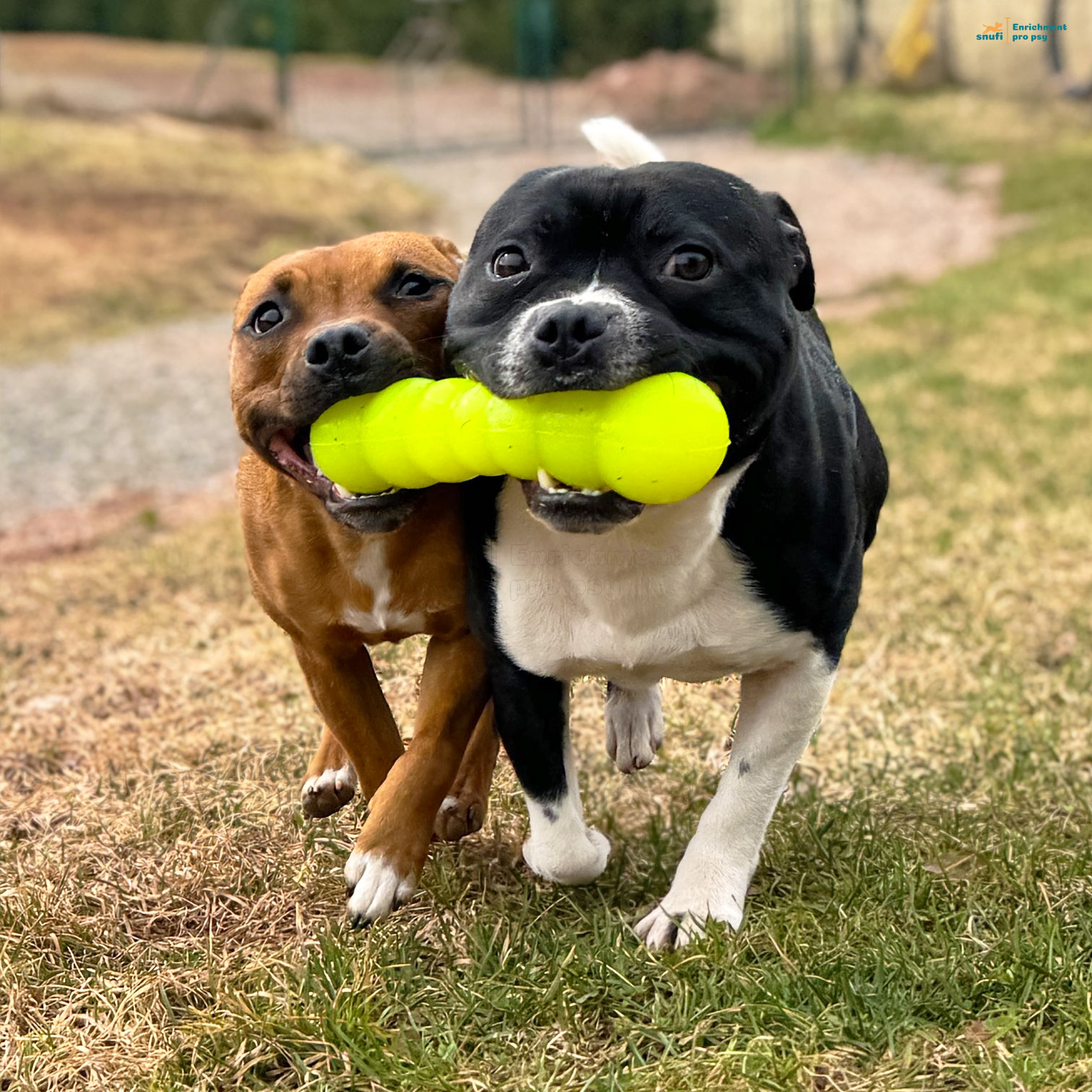Ruff-dawg-buster-dogs5